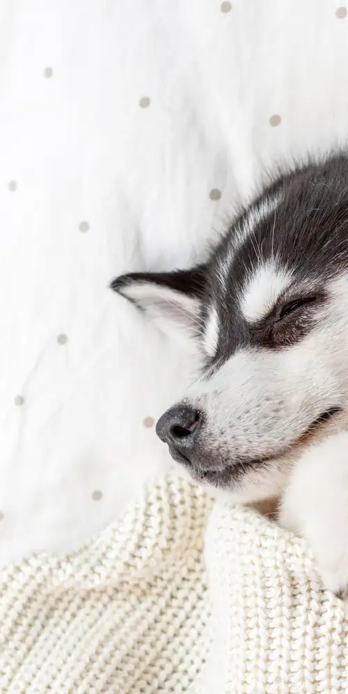 西伯利亚哈士奇泰迪熊