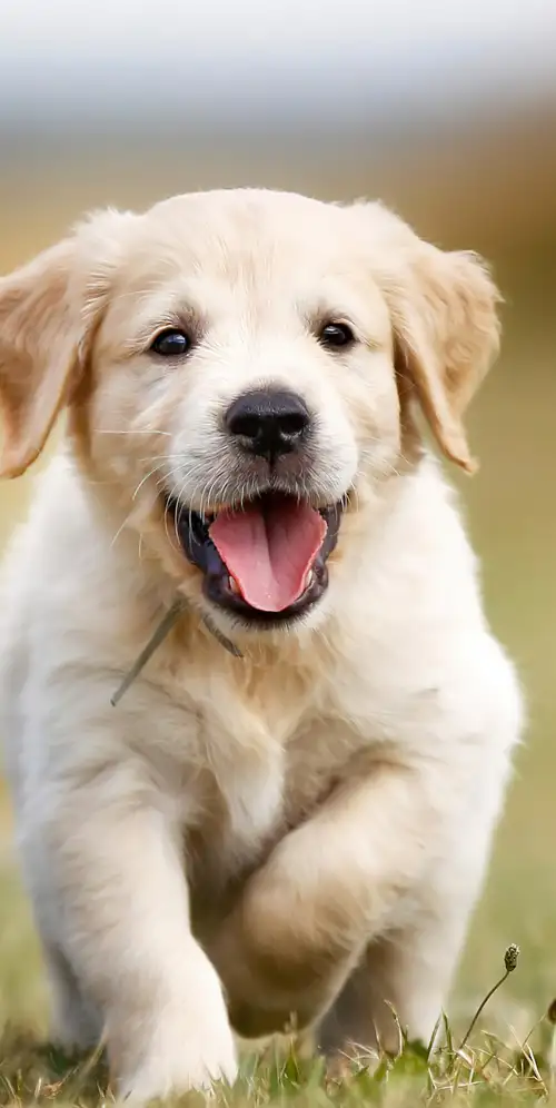 金毛寻回犬小狗