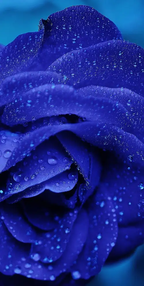 蓝玫瑰水滴