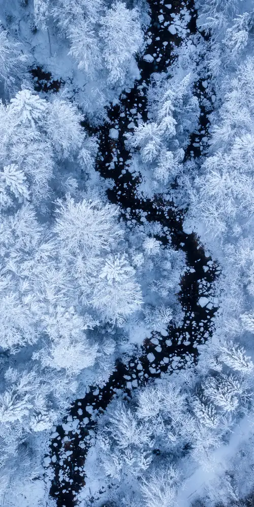 积雪覆盖的冬季森林鸟瞰图