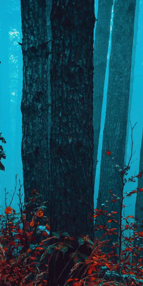 雾蒙蒙的森林迷人