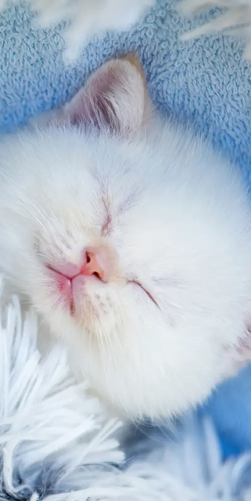 可爱的小猫睡觉