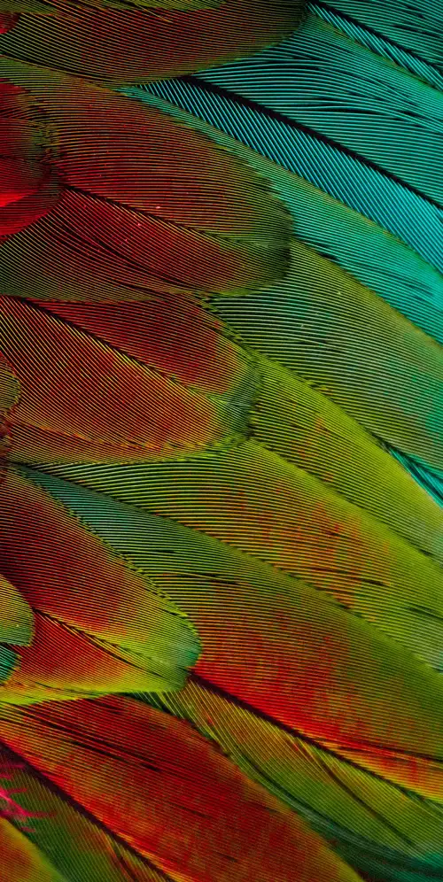 鹦鹉羽毛五颜六色