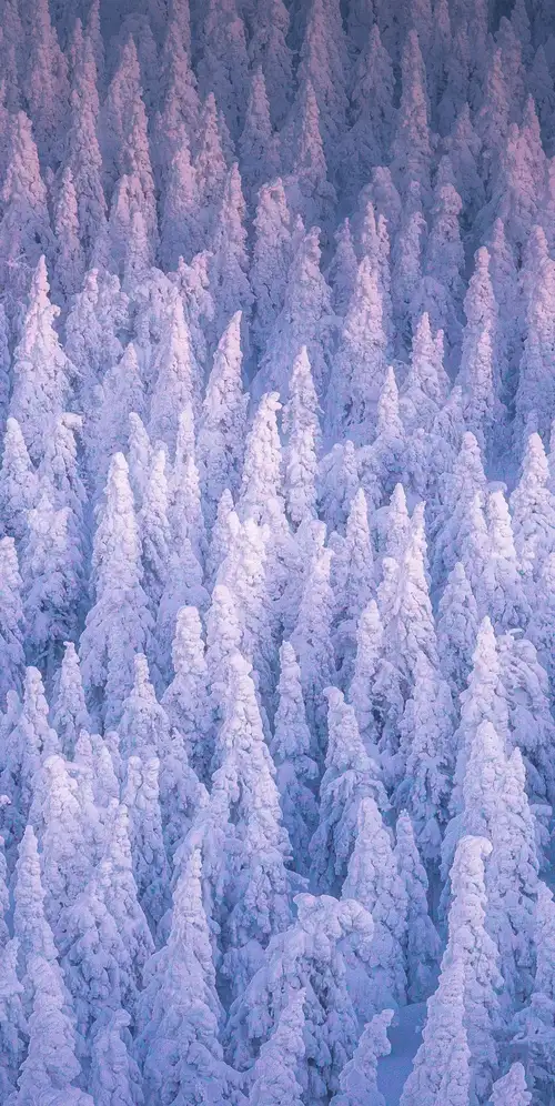 白雪覆盖的冬季森林