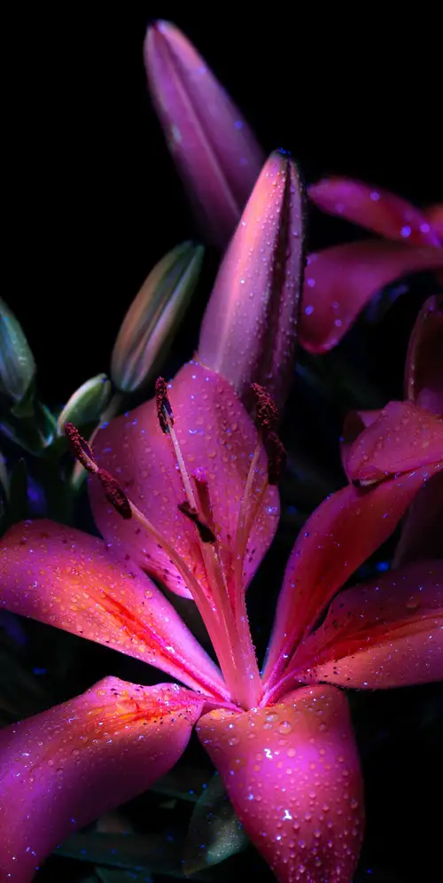 紫百合深色美学