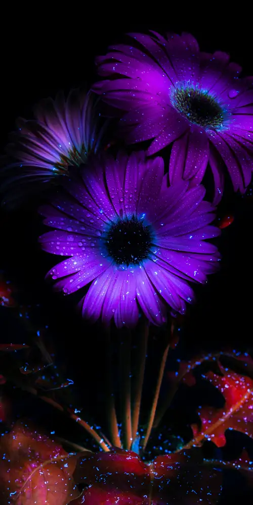 紫色的花朵闪闪发光