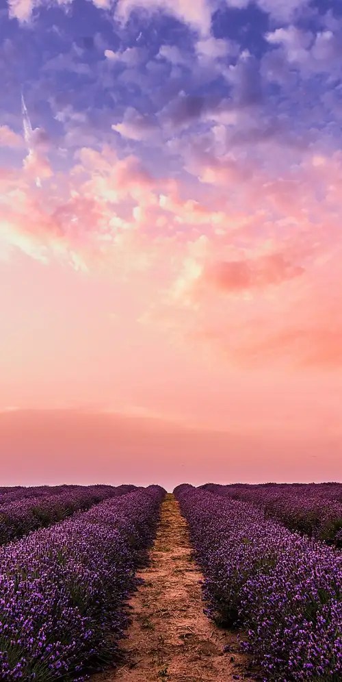 薰衣草农场粉红色的天空