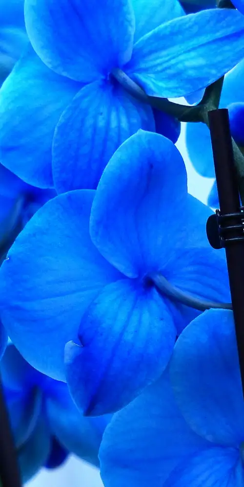 蓝色兰花兰花
