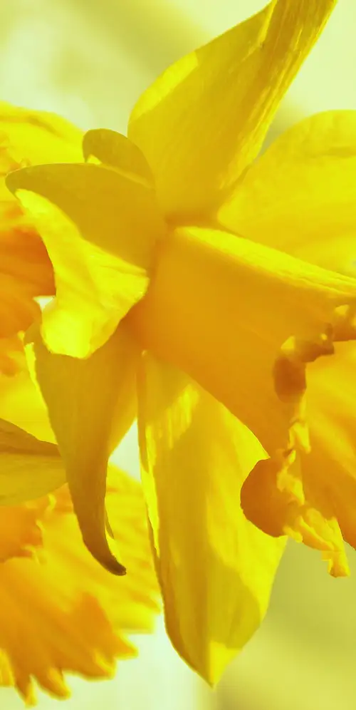 水仙花黄色花朵