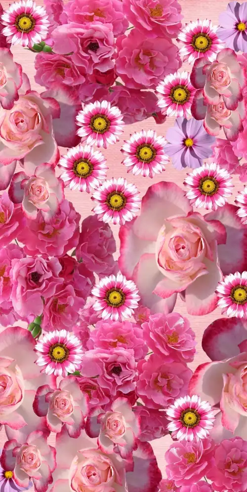 玫瑰花粉红色的花