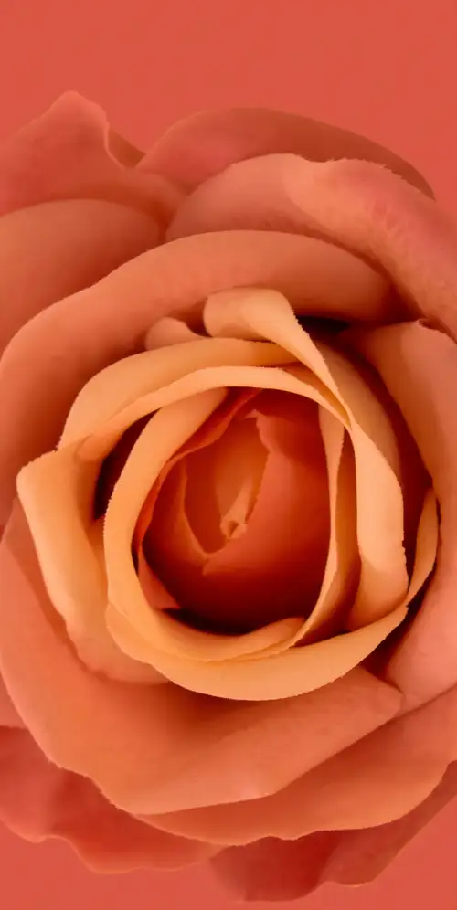 橙色花朵橙色背景