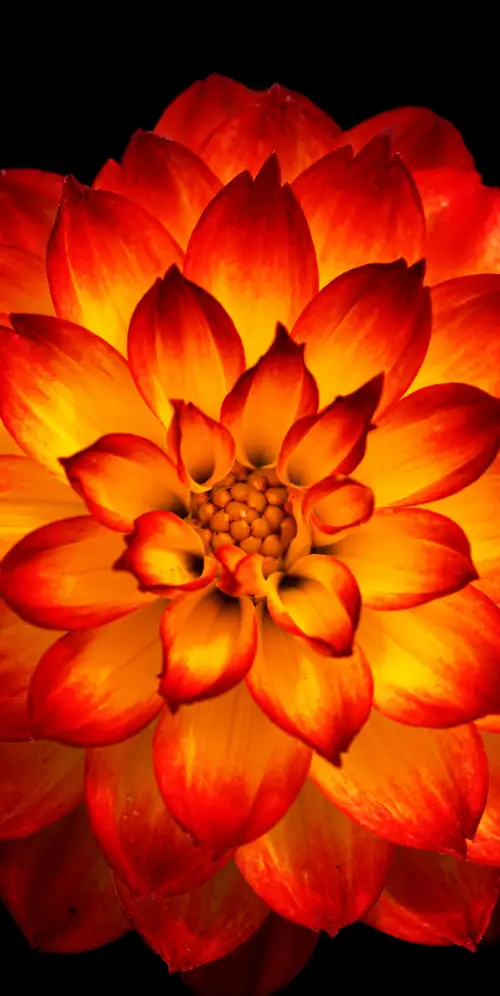 大丽花橙色大丽花