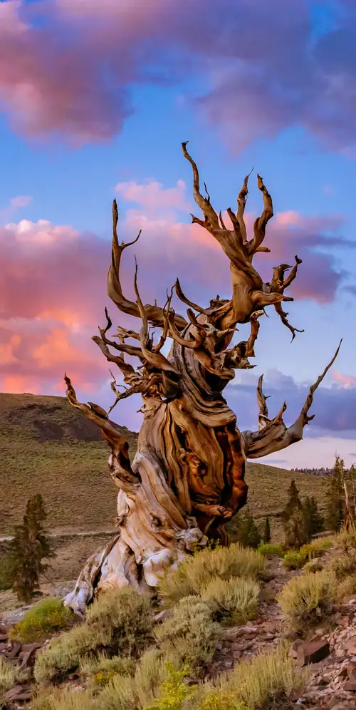 Bristlecone松树孤独的树