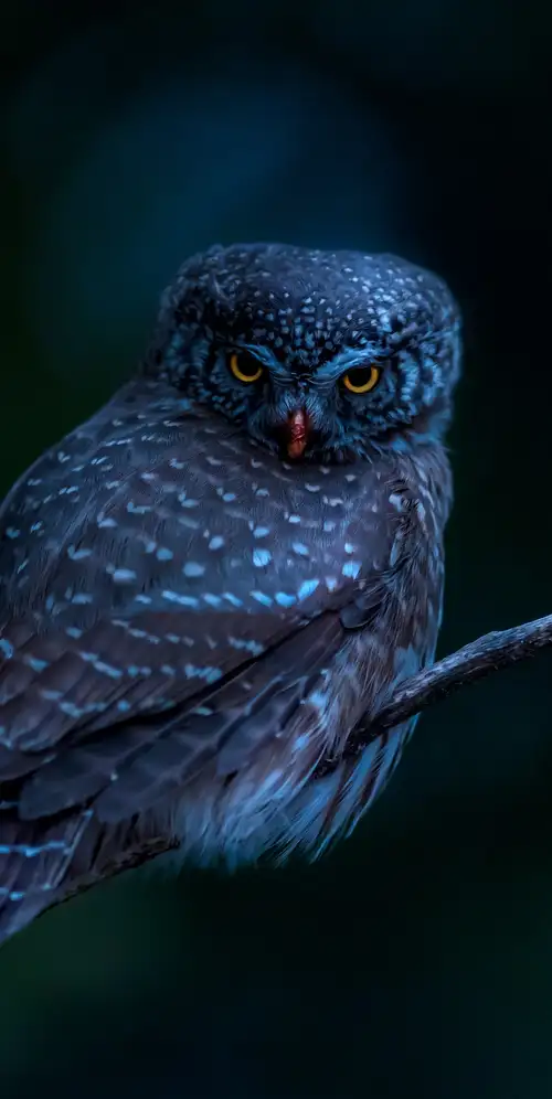 欧亚侏儒猫头鹰鸟