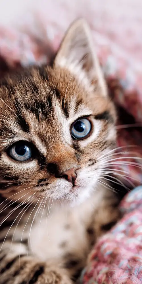 可爱的小猫美学