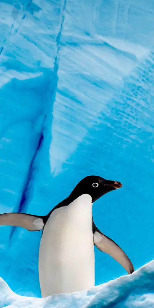 企鹅冰山