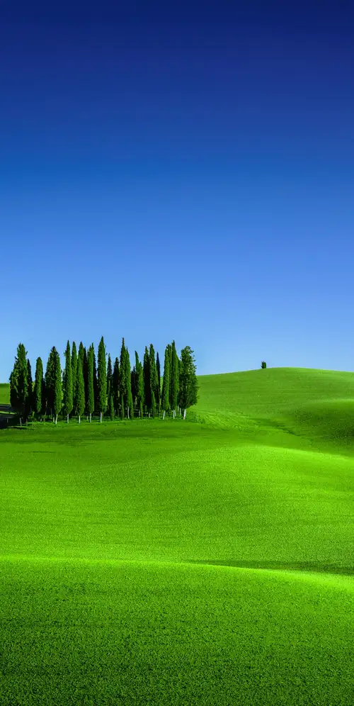 托雷尼耶里绿草地