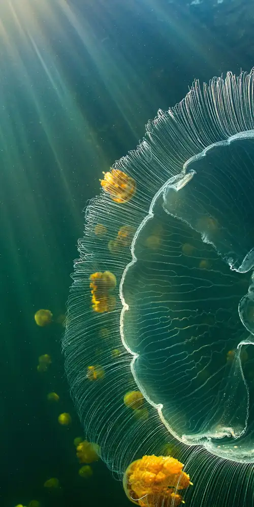 拉贾安帕群岛水母