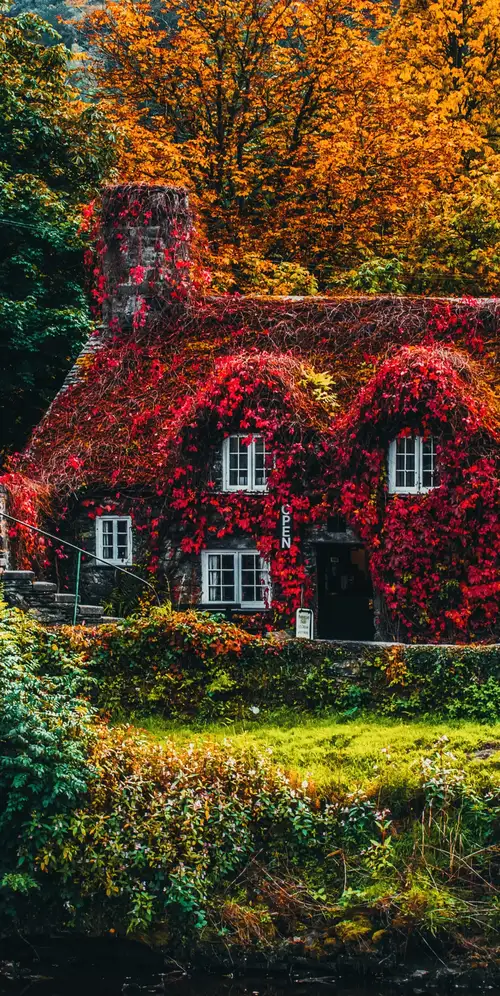 树覆盖的房子秋树