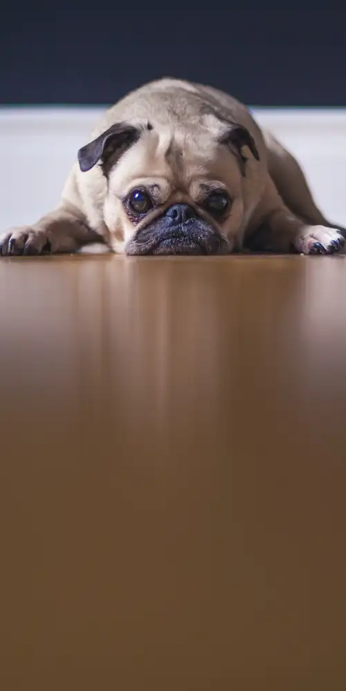 福恩·帕格躺在地板上