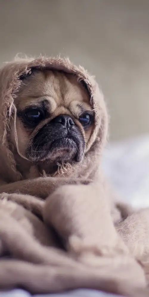 福恩·普格·萨德