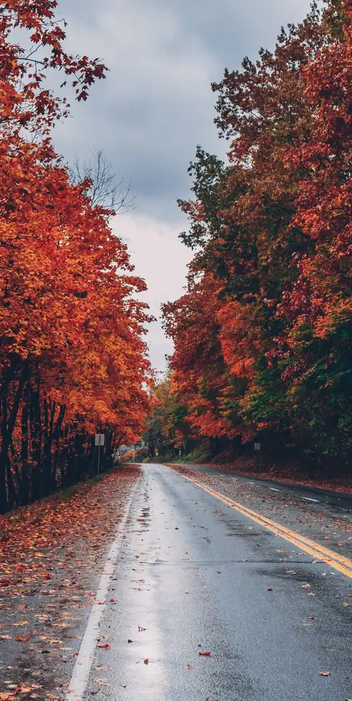 秋天的树木叶子