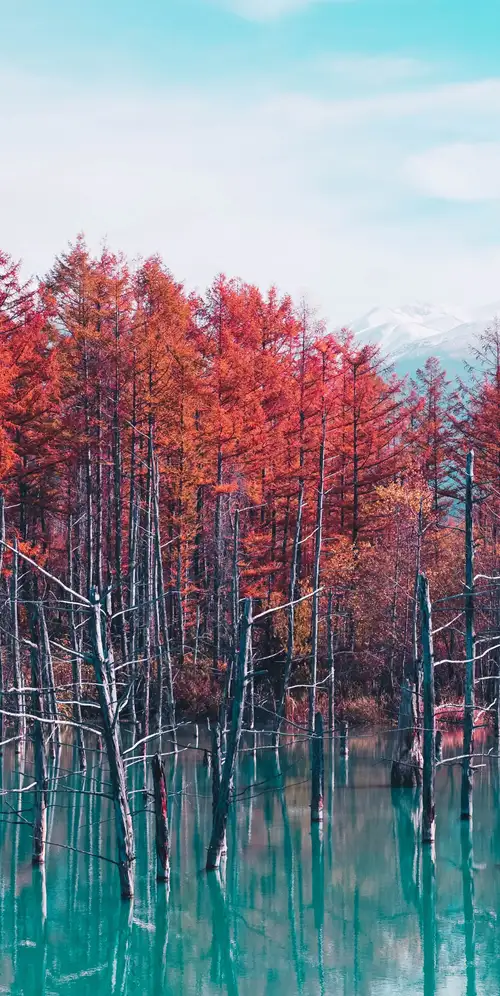 北海道白金蓝池