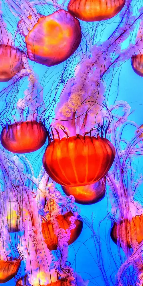 橙色水母蓝色背景