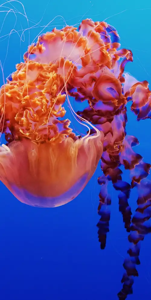 水母蒙特利湾水族馆