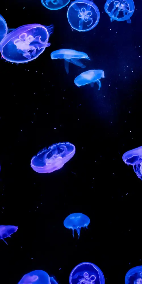 水母蓝