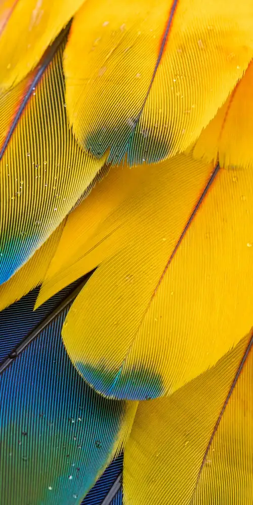 金刚鹦鹉羽毛图案