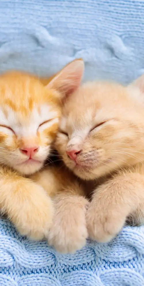 可爱的小猫睡觉