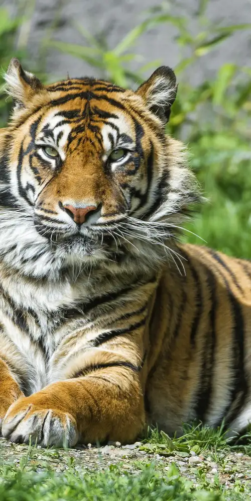 苏门答腊虎大猫