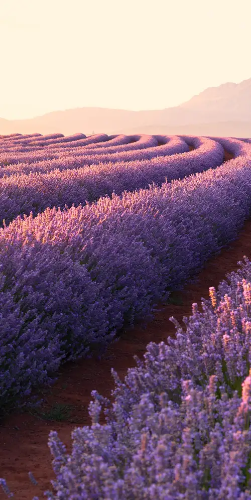 薰衣草田薰衣草花