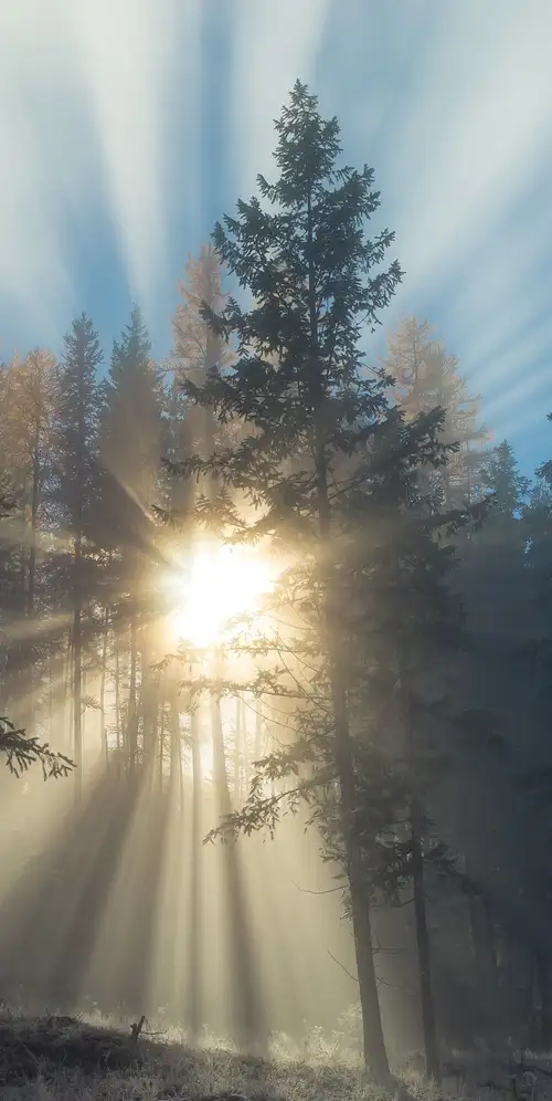 雾蒙蒙的日落森林
