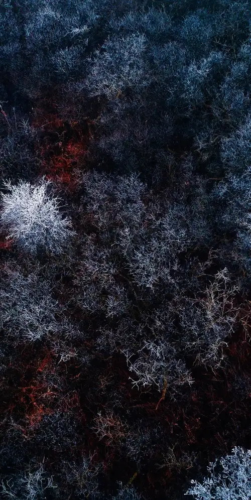 冬季森林鸟瞰图