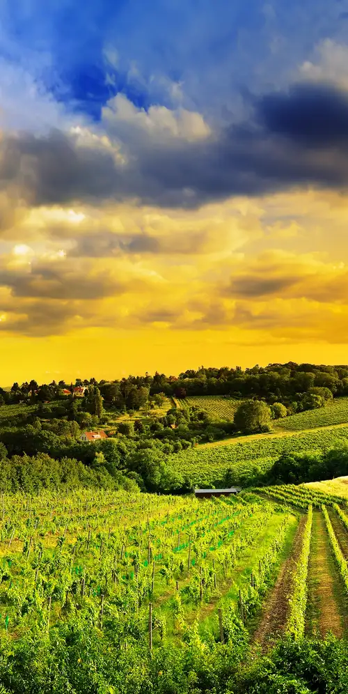 Kahlenberg山维也纳