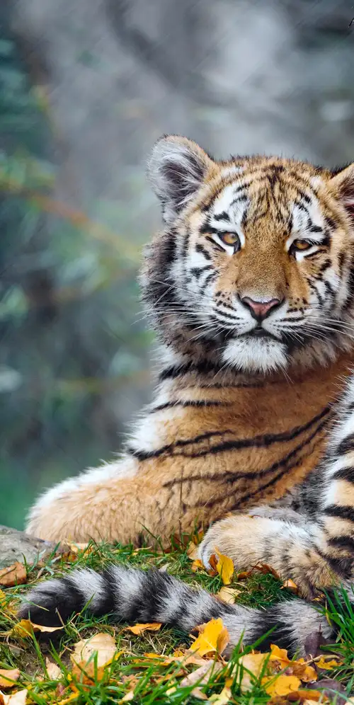 幼年虎食肉动物