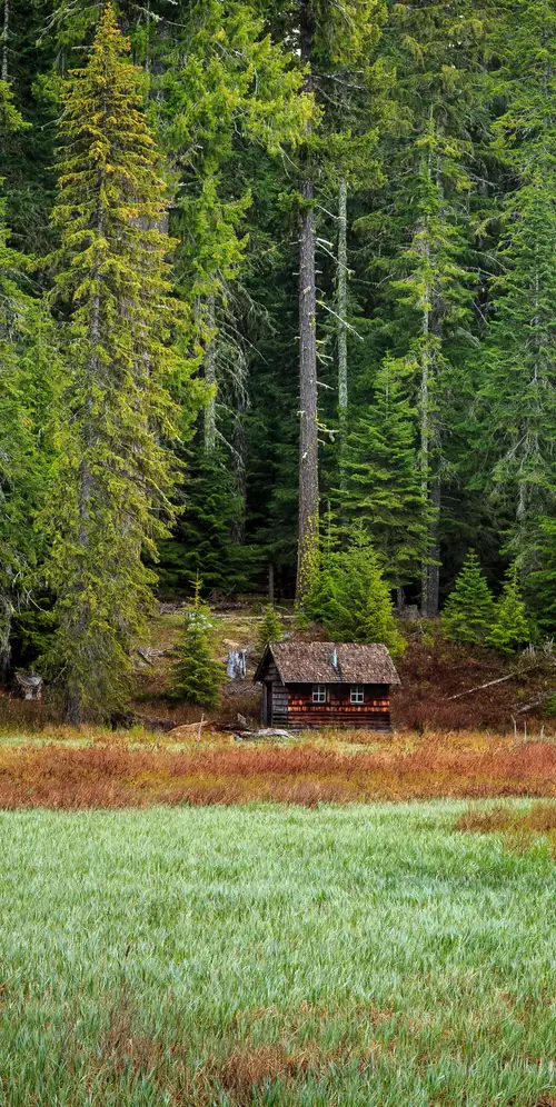 蒂莫西·莱克森林