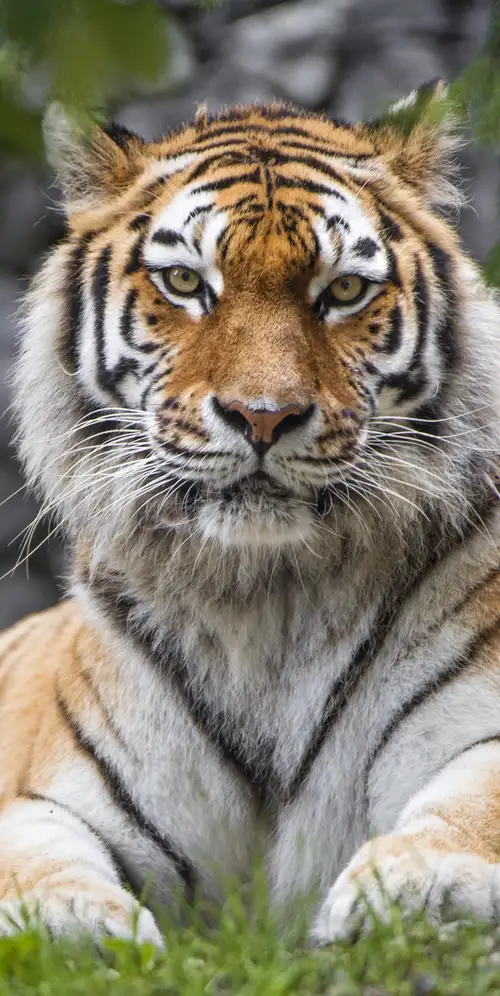 西伯利亚虎大猫