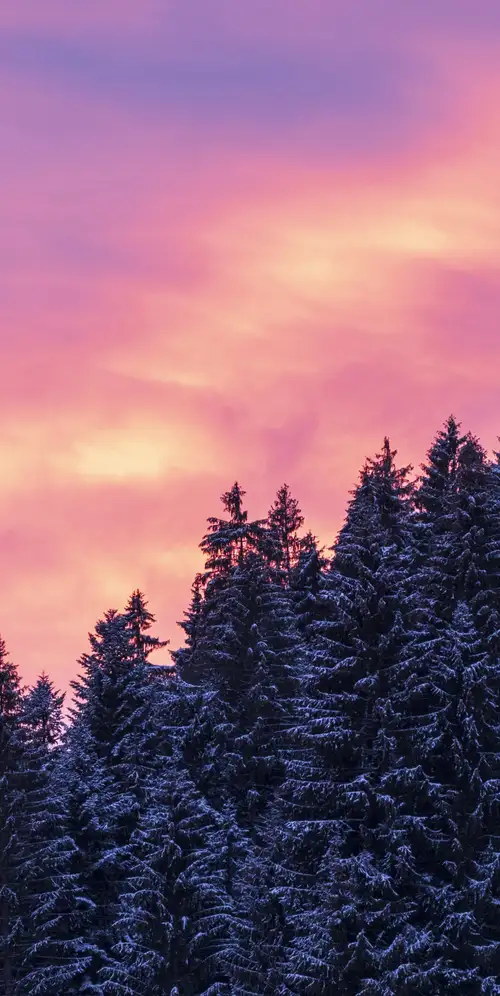 白雪覆盖的高大树木