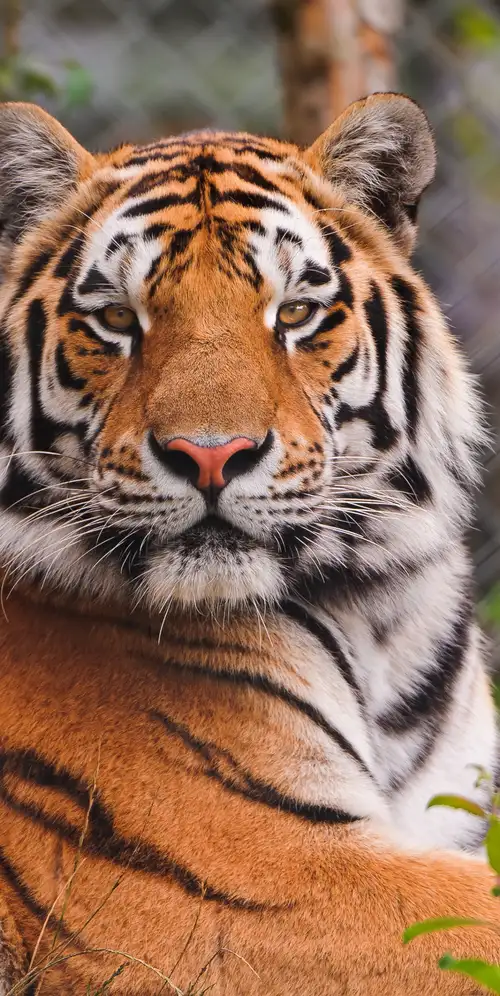 凝视西伯利亚虎