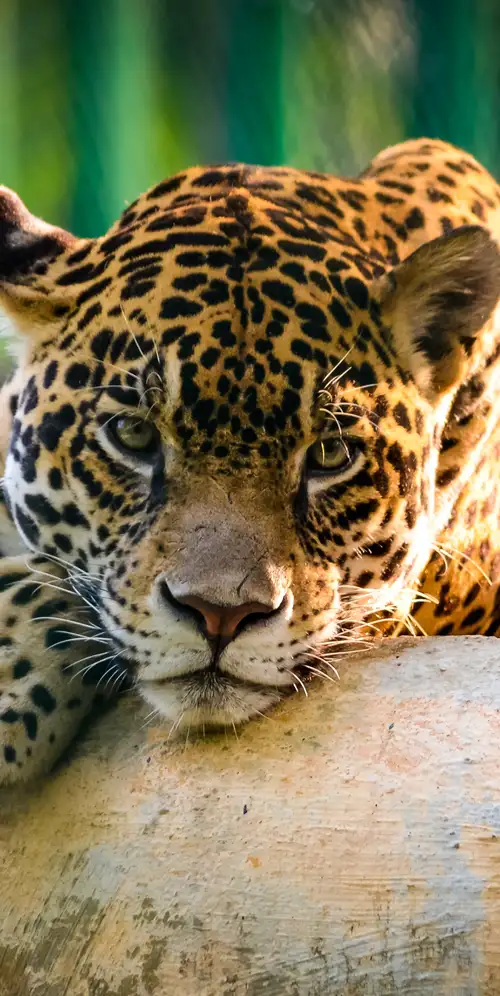 美洲虎野生动物