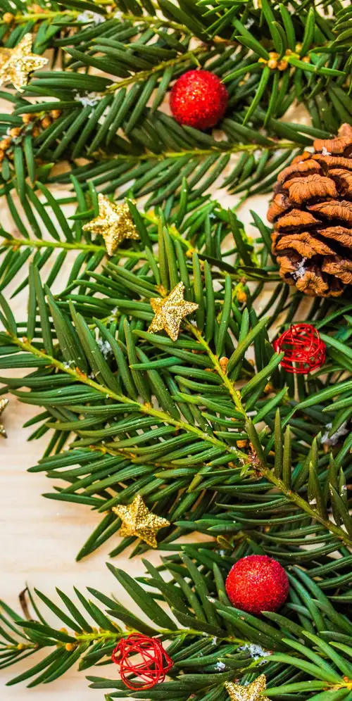 圣诞装饰松枝