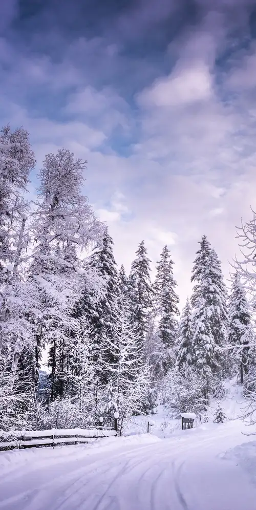 雪树冬季路