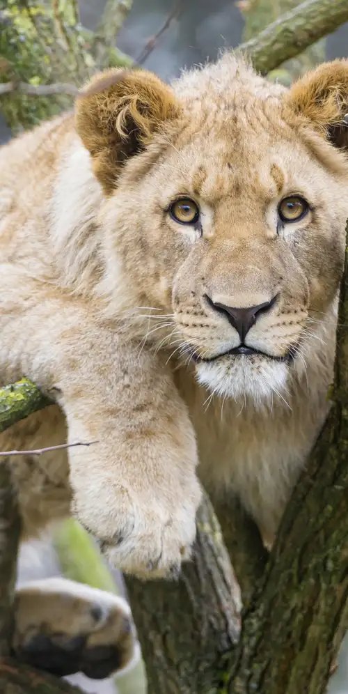 年轻的母狮幼崽