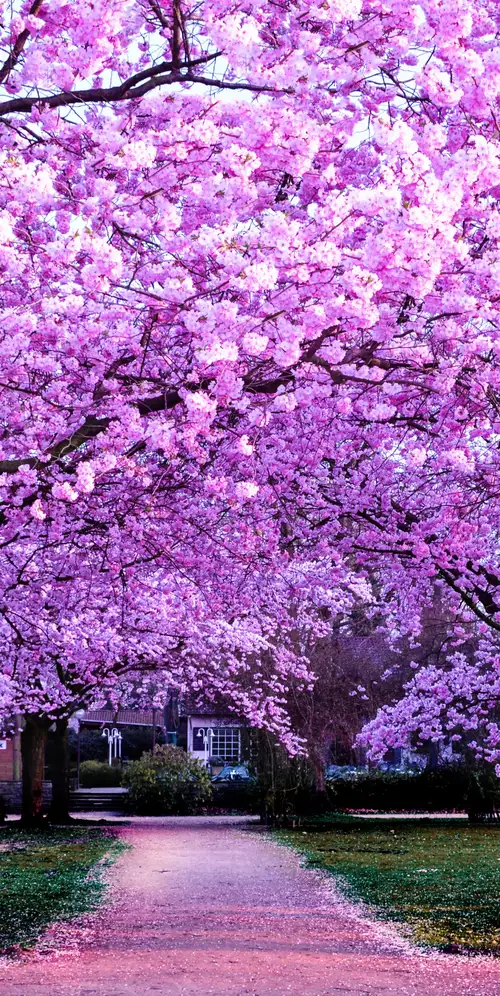 樱花树紫色花朵