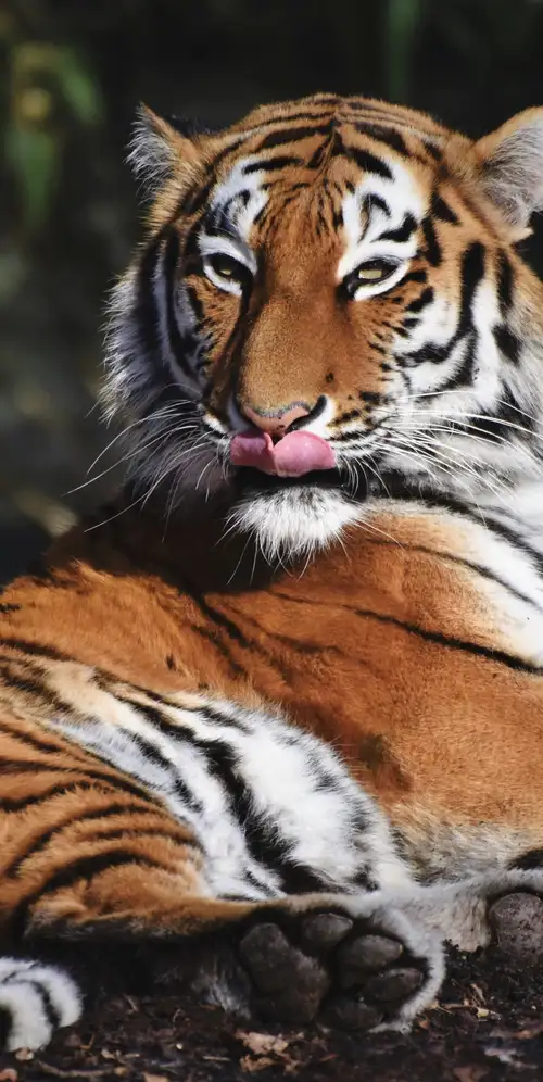 西伯利亚虎捕食者