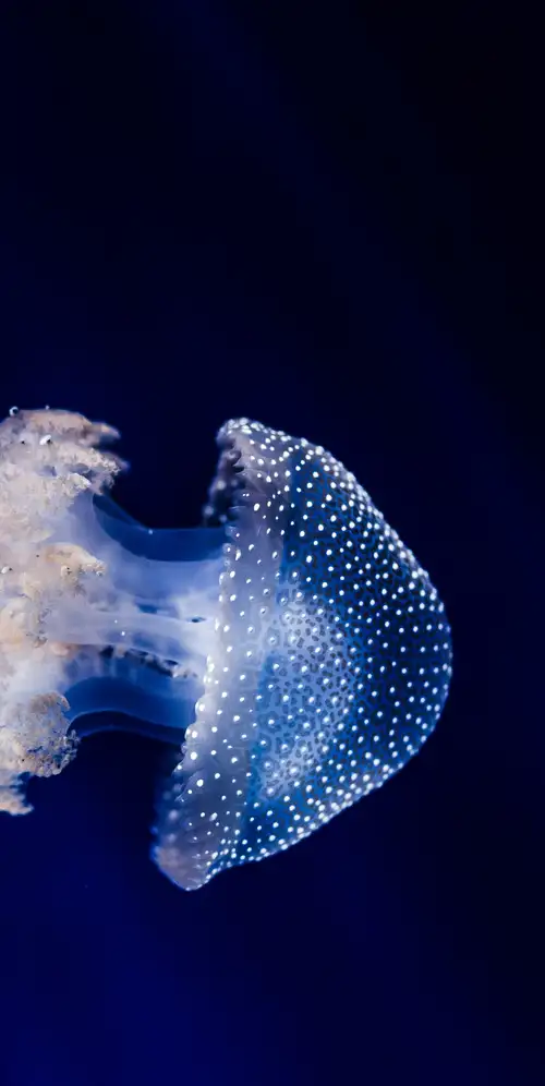 水母蓝色背景