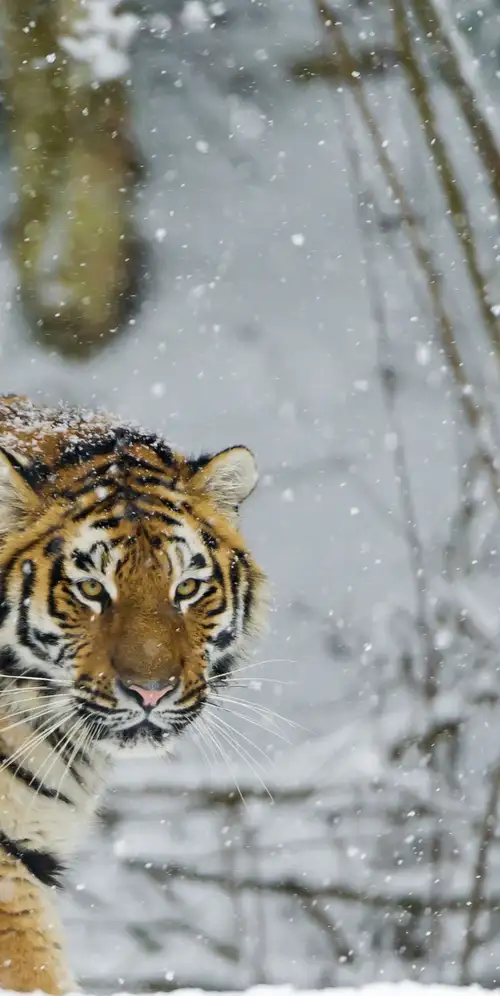 西伯利亚虎降雪